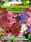 Wohlriechende Edelwicke Spencer Mischung 'Lathyrus odoratus' Wicke rankend