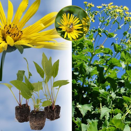 Durchwachsene Silphie: Bienenweide & Energiepflanze, langblühend, bot. Silphium perfoliatum, Becherpflanze, Cupplant, Mais-Alternative für Biogas