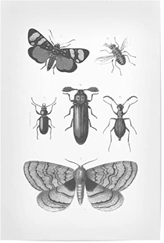 artboxONE Poster 75x50 cm Natur Vintage Insects hochwertiger Design Kunstdruck - Bild Insects Beetle Biology