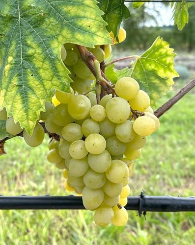 Tafeltraubenrebe 'Frumoasa Alba' – Großfrüchtige, kernarme Premiumsorte aus Moldawien | Ananas-Muskat-Aroma | 3-jährige getopfte Weinrebe