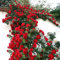 Benoon Semi Di Rosa Rampicante, 100 Pezzi/Borsa Semi Di Rosa Rampicante Colture A Crescita Rapida Dai Colori Vivaci Piante Da Giardino Semi Per Cortile Rosso Semi di rosa