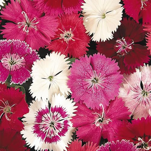 Perfect Plants - Dianthus Plants Festival Mix - 6 Pack Bedding Plants - Garden Ready Plants