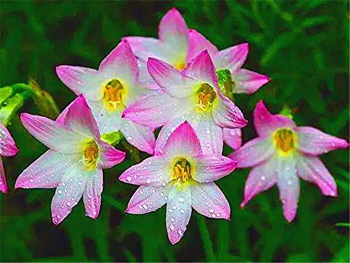Bulbi di giglio della pioggia - Ornamenti incredibili che fioriscono in primavera fragrante colorato balcone Decoratio-15 lampadine