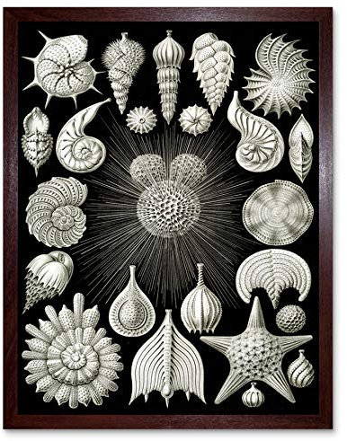 Wee Blue Coo Haeckel Plate 2 Sea Life Plankton Art Print Framed Wall Decor 9X7 Inch Teller Leben Wand Deko