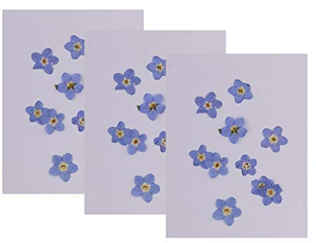 30 Stück gepresste Vergissmeinnicht echte getrocknete Blumen Verzierungen zum Basteln DIY Nail Art Schmuckherstellung DIY Anhänger Charms