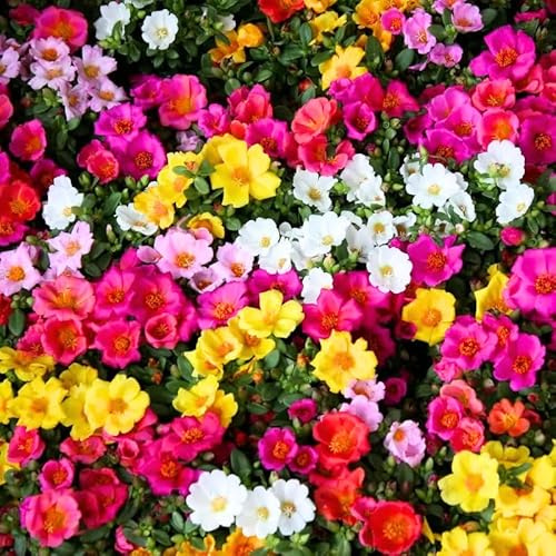 4 Mix Moss Rose Plants Live, Portulaca Ground Cover Flowers, 4-6 Inch Tall Plants for Garden or Containers
