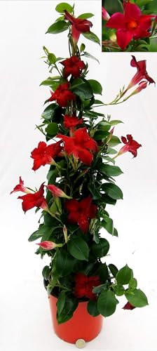 POWERS TO FLOWERS - MANDEVILLA DIPLADENIA ROSSA A PIRAMIDE H90CM, pianta vera