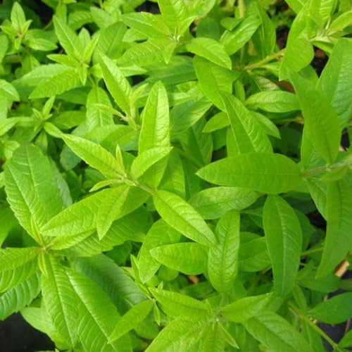 Hierba Luisa Natural Planta Perenne y Medicinal de Exterior