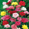 nuevas semillas frescas de flores de claveles 100 piezas