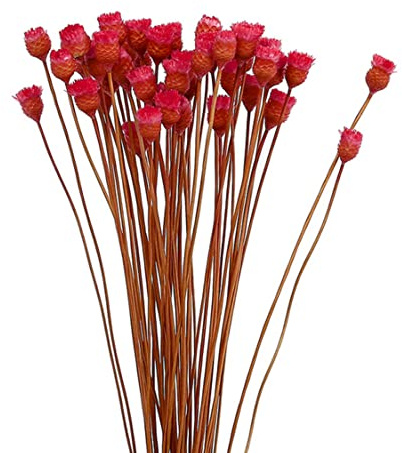 Hbbgdiy Bouquet margherita secchi 50 steli Decorazione di fiori secchi naturali in vaso floreale rosso fiore secco bouquet, di fiori naturali, finti per decorazione in vaso