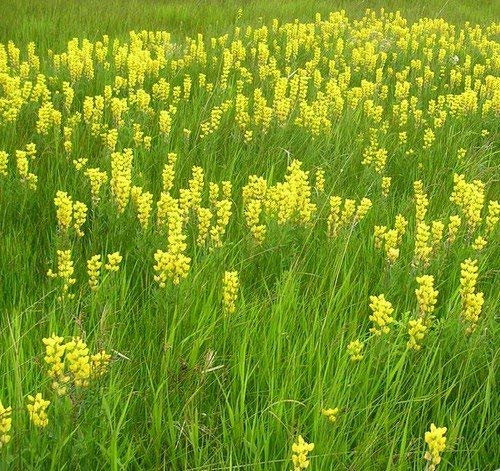 100 Semi - Pak Choi Bianco Stelo Semenza di Cavolo (Brassica rapa)