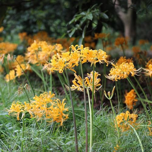Bulbos de lirio araña - flores de jardín lirio araña plantas jardín Comprar planta flor sangre bulbos Lycoris radiata plantas en macetas bulbos flores bonsái decoración balcones 2pcs
