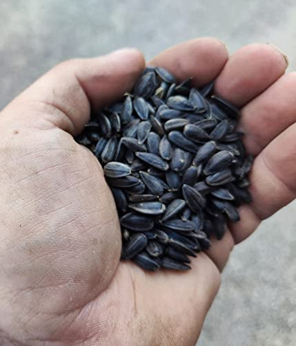 Sonnenblumenkerne schwarz, 25 kg, Vogelfutter, Wildvögel, Herkunft Österreich