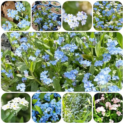 semi di non ti scordar di me piante resistenti per il giardino piante perenni resistenti e perenni pianta perenne resistente tappezzante fiori nontiscordardimé balcone rialzato 1000pcs
