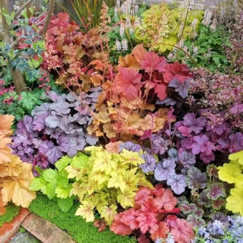 Heuchera, geschenke für gartenliebhaber alte sorten purpurglöckchen, schattenpflanzen winterhart wohnzimmer deko seltene stauden winterhart mehrjährig kräuterpflanzen gartendeko 500Samen
