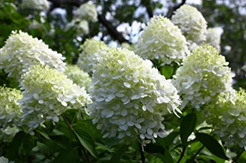 Suttons Hydrangea Limelight Deciduous Garden Shrub Lime-Green and White Flower Heads Ideal as an Outdoor Focal Point, Borders and Patio Pots or Containers 1 x 3.5 Litre Pot