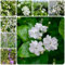 100 pcs jasmin baum samen - immergrüne pflanzen winterhart, kletterpflanzen winterhart winterharte blumen balkonblumen balkon pflanzen wildblumensamen mehrjährig, blumen garten bienen