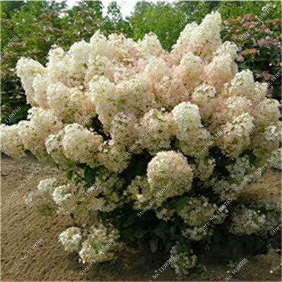 2 : 150 Pcs Hydrangea Seeds,Colorful Climbing Hydrangea Flower Seeds,Exotic Flower Bonsai Plant Seeds for Home Garden Decoration