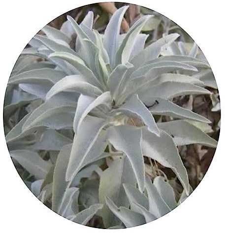 Generic Semillas de salvia, 200 piezas de semillas de salvia blanca Sagrada Salvia Apiana Ceremonial Aromáticas Decoración de plantas Semillas de salvia blanca 200 piezas