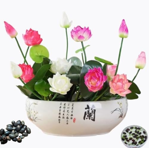 50Pcs Bowl Lotus Flower Seeds Mixed Colour.Pre-Opening Treated by Professionals,It germinates Quickly and is Easy to Survive.Non-GMO Lotus Seeds Come from China,Lotus for Kitchen Garden Ponds.