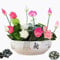 50Pcs Bowl Lotus Flower Seeds Mixed Colour.Pre-Opening Treated by Professionals,It germinates Quickly and is Easy to Survive.Non-GMO Lotus Seeds Come from China,Lotus for Kitchen Garden Ponds.