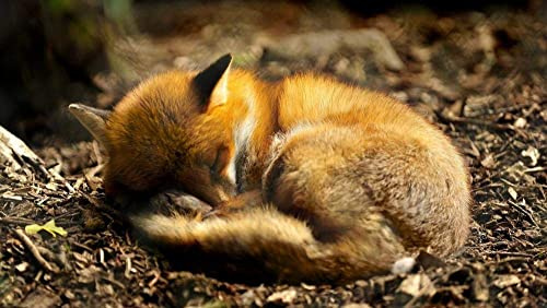 Puzzles 2000 Piece Fox Sleeping Jigsaw Puzzles For Adults，Father'S Day Gift-2000 Pcs 70x100CM