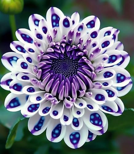 Rizoma de Dalia perenne: adecuado para plantación al aire libre- diseño de paisaje y siembra en primavera y otoño-2 Rizomas-b