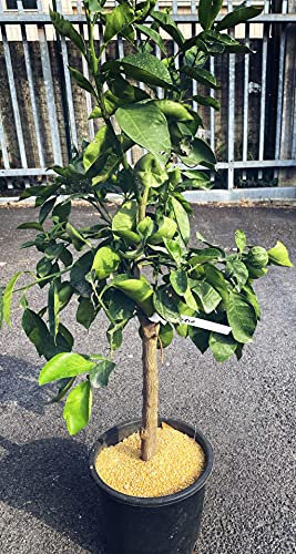 lupini macinati per limoni
