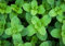 Menta Glaciale Rotondifolia per Cucina e Cocktail super rinfrescante pianta perenne 500 Semi
