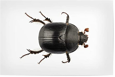 artboxONE Poster 30x20 cm Natur Earth-Boring Dung Beetle hochwertiger Design Kunstdruck - Bild Insect Color Colorful