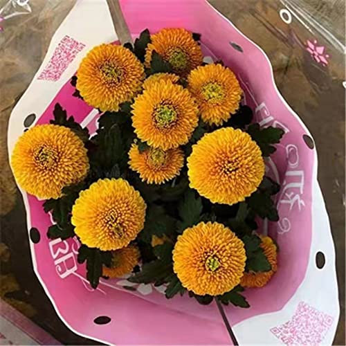 WmHeoo2077 Mezcla Semillas Ornamentales,Semillas de Flores fáciles de Plantar de Cuatro Estaciones, Semillas de Flores para Plantar Balcones, Naranja, 3999 cápsulas,Semillas de Flores Balcones