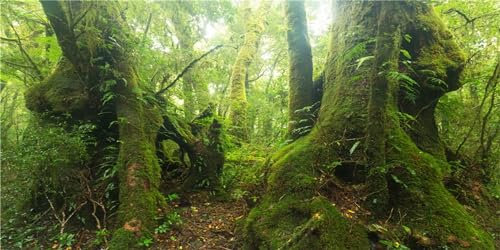 MIRRORANG 180x61cm Terrarium Hintergrund Tropischer Regenwald Reptilien Lebensraum Hintergrund Grün Riesiger Baum Sonnenschein Wald Aquarium Hintergrund Haltbarer Vinyl Hintergrund