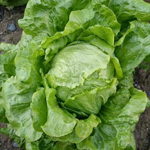 800 Pc Semi Di Lattuga Iceberg, Semi Di Lattuga, Lattuga - Piante Esotiche Resistenti, Decorazione Da Giardino Per Esterno Raccolta Della Lattuga Semi Di Lattuga, Semi Di Lattuga Iceberg