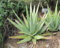 Graines de plantes d'Aloe Vera 100 pièces vertes