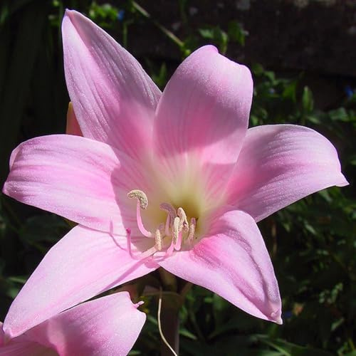 Bulbi di Amaryllis Hippeastrum | Bulbi da Fiore Ornamentale per Vaso e Giardino | Fioritura Spettacolare (1 Amaryllis belladonna)