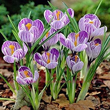 Virtue True Crocus Safranzwiebeln, (nicht Safransamen), Bonsai Blumenzwiebeln in voller Blüte Ganzjährige Topfpflanze - 2 Zwiebeln 10