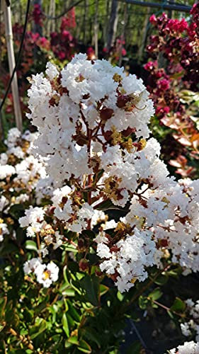 Lagerstroemia indica 'Alba' / Lilas des Indes à fleurs blanches/Conteneur de 7 à 10 litres