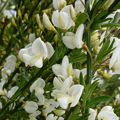 Retama temprana 'Albus' - Cytisus Praecox 'Albus' 40-60 cm en maceta - L'Élégance Précoce en Blanc