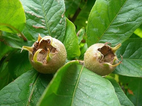 Mispel Mespilus germanica 'Nottingham' Pflanze 25-30cm veredelt Asperl Mispelche