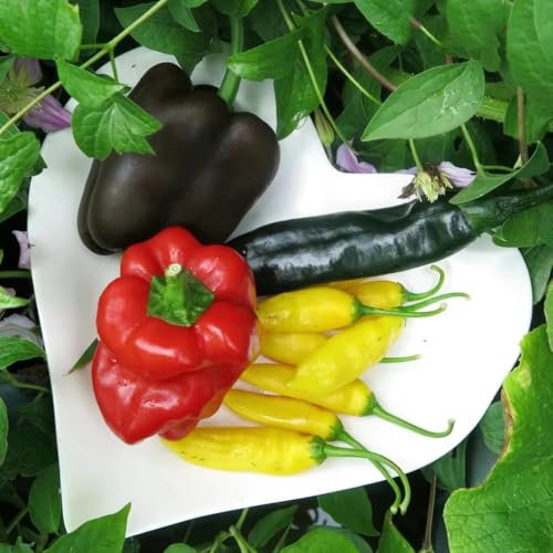 chili samen chilli samen winterfeste pflanzen für balkon kräutergarten dachbegrünung deko pflanze - Seltene Pflanzen - exotische bohnenkraut samen gemüsesamen alte sorten chili samen 90pcs