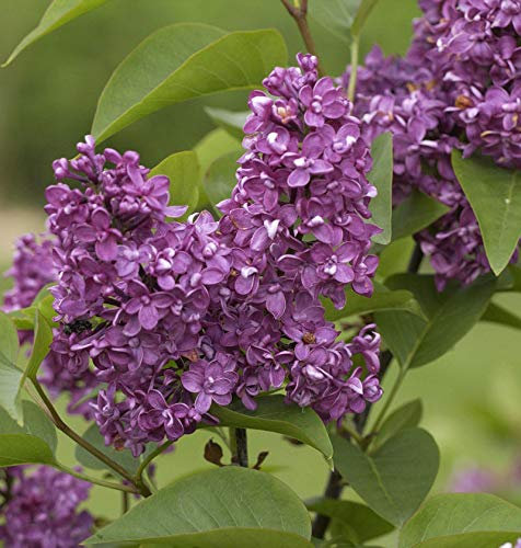 Edelflieder Charles Joly 40-60cm - Syringa vulgaris