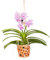 Plant in a Box - Vanda 'Botanica' in vaso sospeso in terracotta - Orchidea - Rosa - ⌀12 cm - Altezza 50 cm