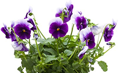 Pansy Plants, 'Beaconsfield', 6 x Full Plant Pack, Winter Bedding Plants, Winter Pansies, Garden Flowers, Flowering, Garden Ready and Ready to Plant, Premium Quality Flowers