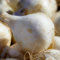 FLORIUM - Steckzwiebeln Snowball (500 gram) Robuste Wintersteckzwiebeln aus Holland, Gemüsezwiebel Perfekt pflanzen für reiche Ernten: Weiß, Steckzwiebelgröße 14-21 mm (kein Samen)