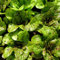100+ HERENCIA semillas de lechuga lechuga romana - -PECAS no-OGM semillas de lechuga
