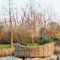 Rote Kätzchenweide 'Rotkätzchen' - Salix - Rotblühende Kätzchenweide 30-40 cm im Container