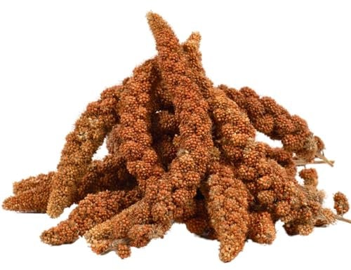 Lyra Pet® | 10 kg Kolbenhirse rot | Vogelfutter für Sittiche & Kanarienvögel | Handverlesene Hirse | Natürliche Nährstoffquelle für Vögel | Für das ganze Jahr | Hirsekolben für für Zier- und Wildvögel
