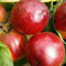 TOYHEART 5 Pezzi Semi Di Frutta Premium, Semi Di Nettarina Produttivi Non OGM Piantine Di Alberi Da Frutto Ben Adattati Per L'abbellimento rosso