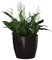 botle Blumentopf Pflanzkübel Pflanzgefäß Übertopf Kunststoff Glanz Rund Schwarz D 360 mm H 316 mm