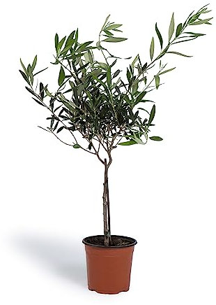 Cool Green - Planta Natural Interior - Planta de Olivo